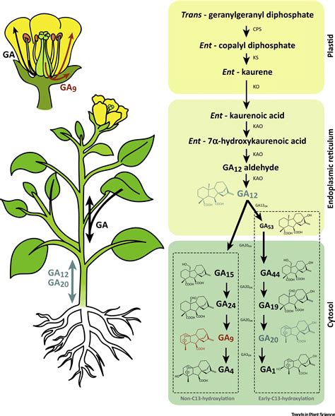 Gibberellin Localization And Transport In Plants Trends In Plant Science