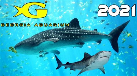 Atlanta Aquarium New Years Eve 2021 Agc