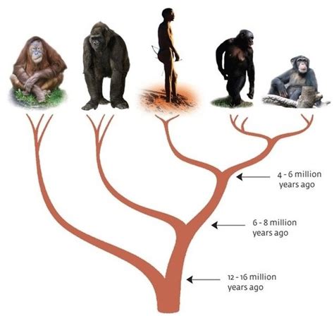 Can The Hypothesis That Humans Evolved From Apes Stand Up To Scrutiny