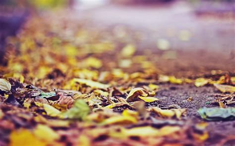 Yellow Leaves On The Ground Mac Wallpaper Download Allmacwallpaper