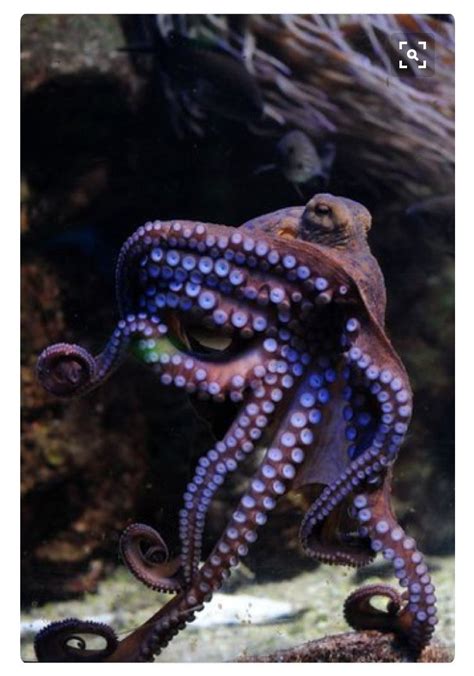 Pin By Julie Beadle On Octopuses Octopi Beautiful Sea Creatures