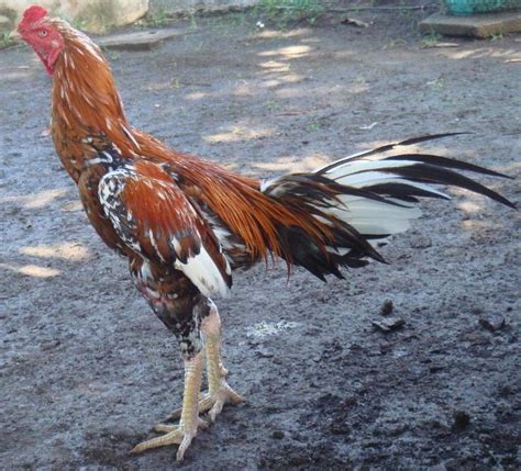 Sawat, timpuk & atret on facebook. Obrolan Seputar Ayam dan Burung Kicau: Ragam bulu ayam aduan