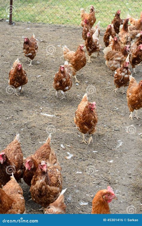 Hens Stock Photo Image Of Flock Farming Bird Chicken 45301416