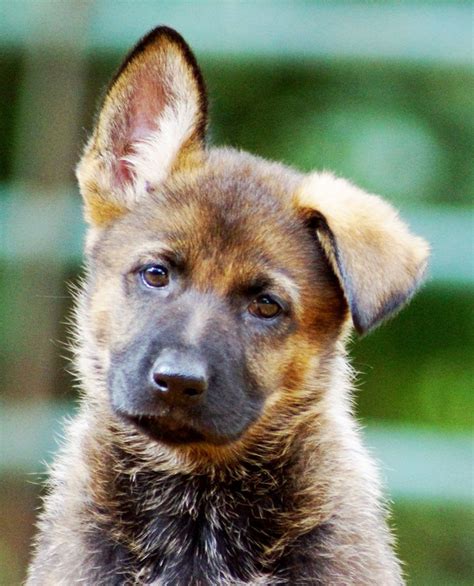 We did not find results for: German Shepherd Puppies Ny | Top Dog Information