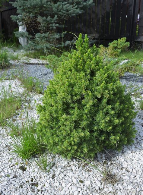 Small Pine Tree In The Garden Stock Photo Image Of Decor Pine 75773854