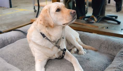 Paws for thought - Orana