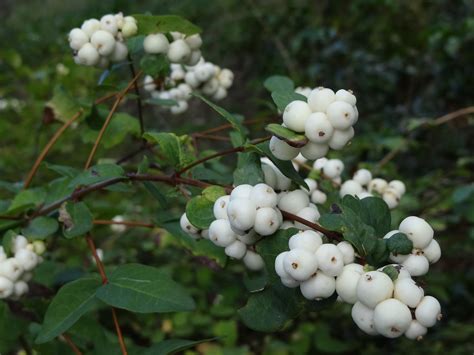 Snow Berry Common Snowberry Careanns Musings Флористика