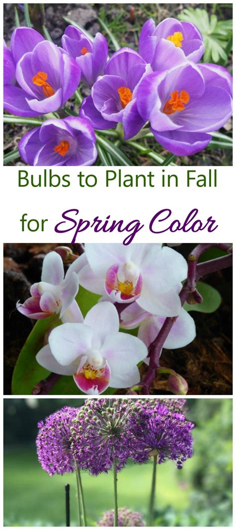 Bulbs To Plant In Fall Get Spring Blooming Bulbs In