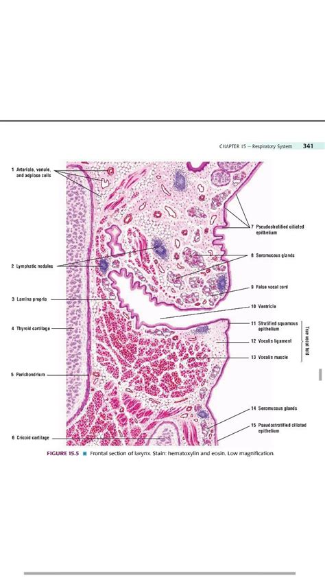 Larynx Epithelium Histology Medical School Studying Histology Slides