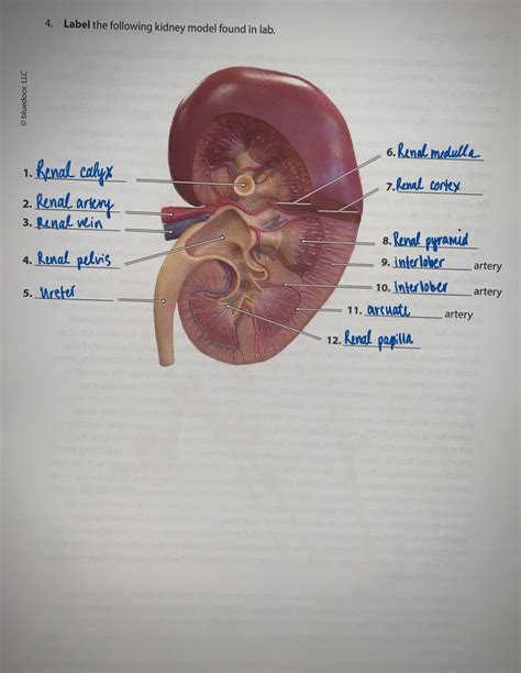 Human Ap Lab 9 Label The Following Kidney Model Biol 2020 Renal