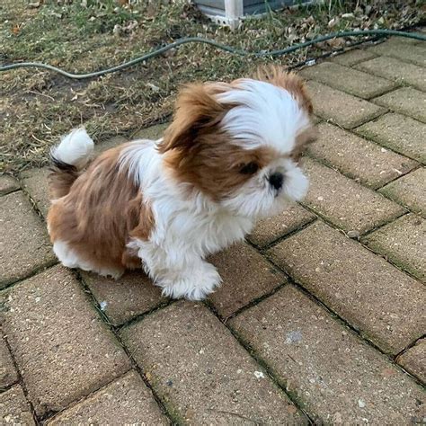 Excellent Briliant Shih Tzu Puppies For Sale Adoption From Waikato