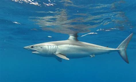 Understanding Our Mako Shark Fishery Vrfish