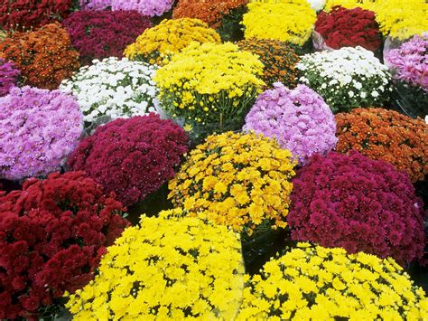 Mums The Word To Live And Die With Chrysanthemums Garden Variety