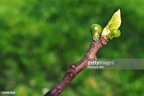 Tree Branche Photos And Premium High Res Pictures Getty Images