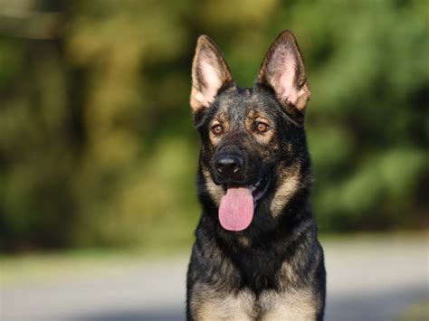 Different Types Of German Shepherd Complete Guide 2023 Canine Hq