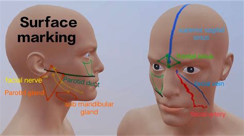 Surface Anatomy Of Head And Neck Surface Marking Of Parotid Gland