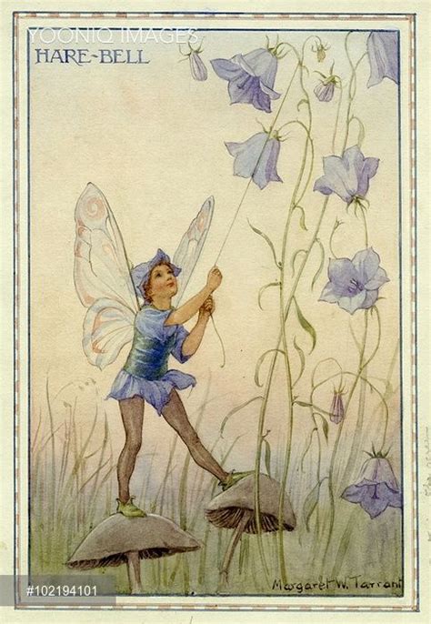 Harebell Fairy Illustration From The Book The Heath Fairies