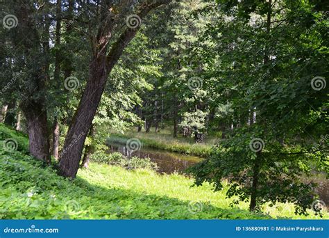 Morning Meadow One Lake Pond Forest Nature Green Stock Image