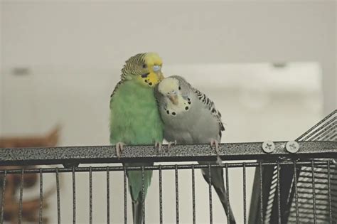 13 Types Of Budgie Colors Varieties And Mutations With Pictures Pet
