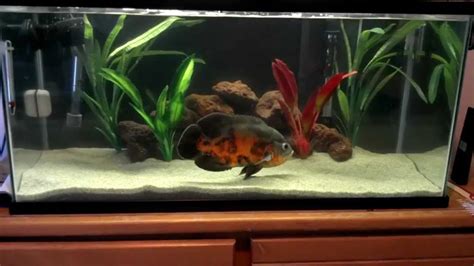 Setting Up Oscar Fish Tanks And Aquarium
