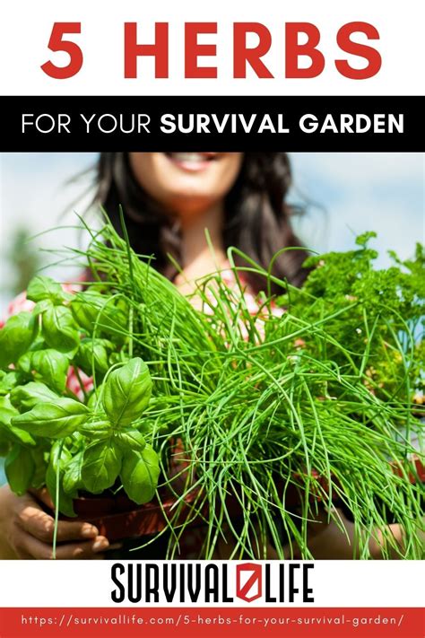 5 Herbs For Your Survival Garden Survival Gardening Herbs Survival