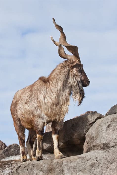 A Goat With Big Horns Mountain Goat Marchur Stands Alone On A Rock