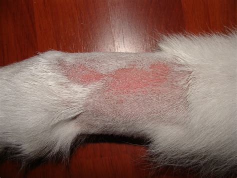 My Dog Has Sores And Inflammedirritated Skin All Over He Feels Hot On