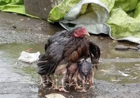 Mamá Gallina Protege A Sus Crías De La Lluvia Con Sus Alas