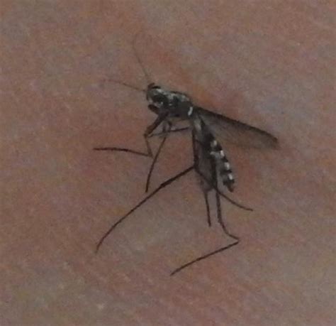 Small Black Mosquito Bugguidenet