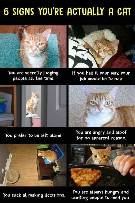 101 Funny Cat Memes To Make You Laugh In 2022 Parade Pets Atelier