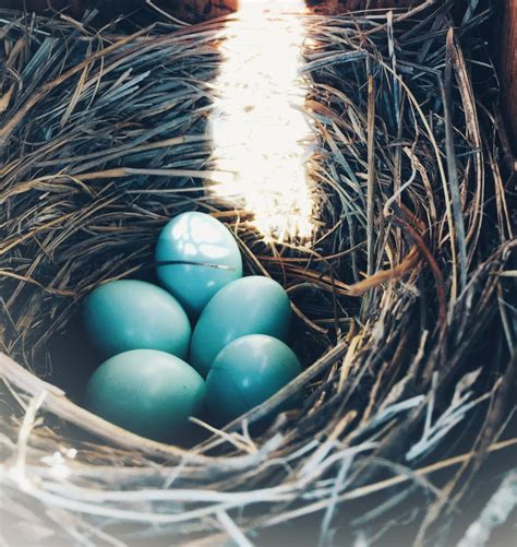 Nestwatch Bluebird Eggs And Hatchlings Nestwatch