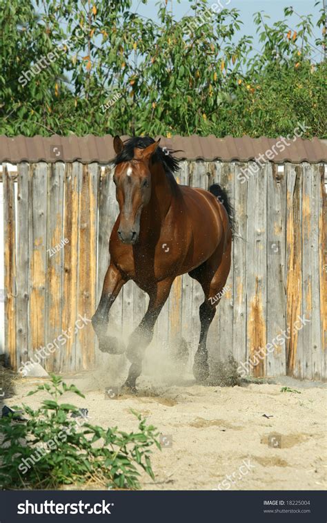 We did not find results for: Brown Horse Running Stock Photo 18225004 : Shutterstock