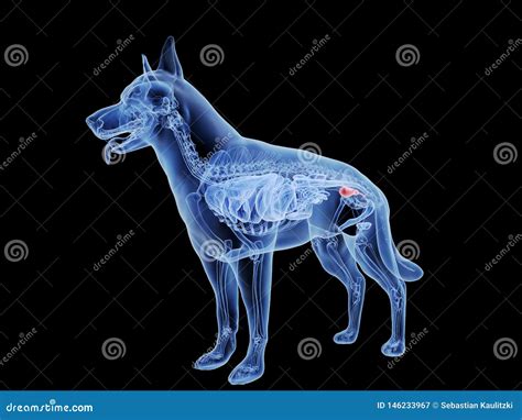 A Dogs Bladder Stock Illustration Illustration Of Anatomical 146233967