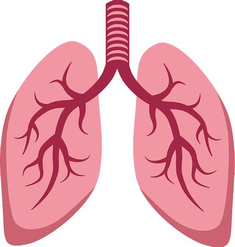 Organs Lungs