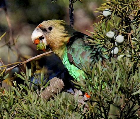 Famous Birds Of South Africa Birding In Africa Iconic Bird Species