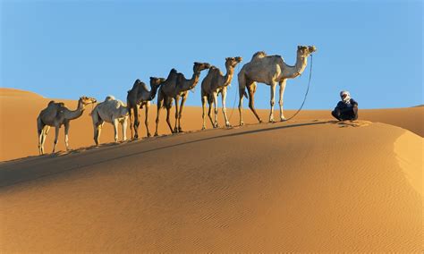 From Tradition To Camel Economics Saudi Arabia Is A Global Hotspot