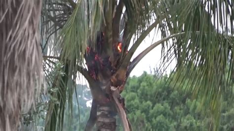 Lightning Hits A Palm Tree Youtube