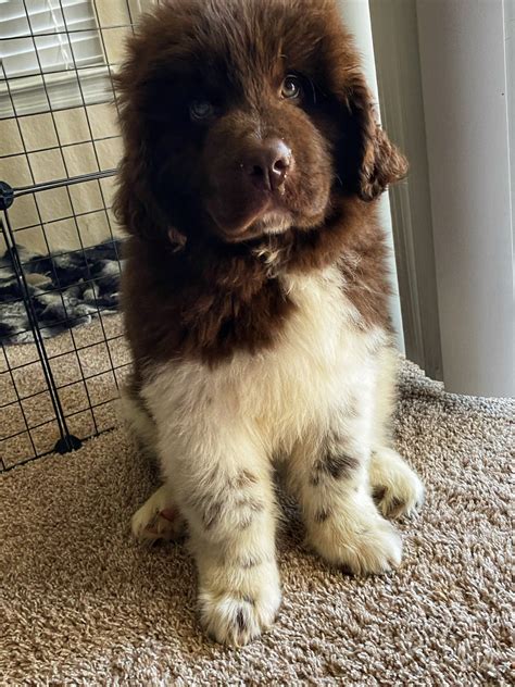 Newfoundland Dog Puppies For Sale Tampa Fl 315317