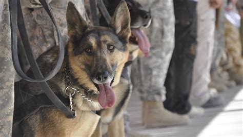 On K9 Veterans Day Honor Military Working Dogs For Saving Soldiers Lives