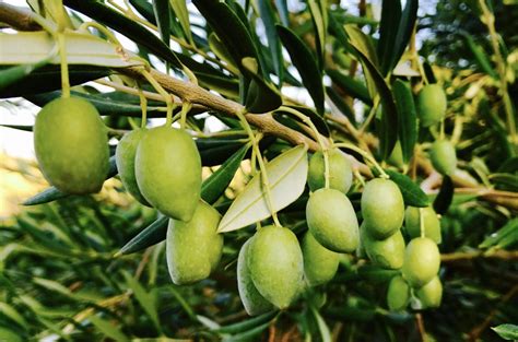 el mejor entre los mejores el aceite de oliva picual aceite de oliva virgen extra aceites