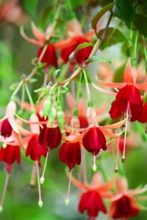 73 Best Fuchsias Varieties Images On Pinterest Plants Princesses