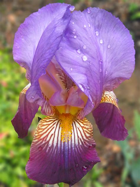 Walker County Master Gardeners Purple Iris
