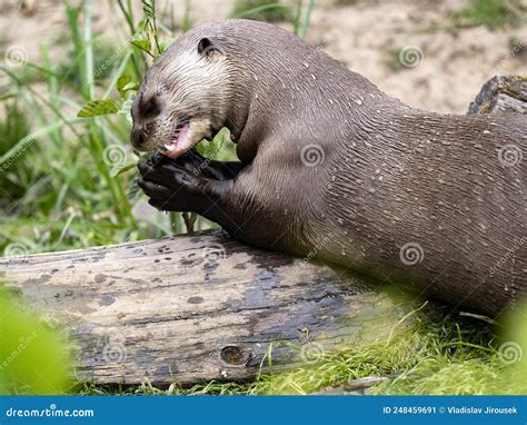 Largest Otter Giant Otter Pteronura Brasiliensis Eats Fish Caught On