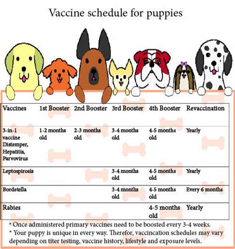 The immunization schedule can vary from one country to another and from one vet to another. Vaccinations | El Cid Animal Clinic