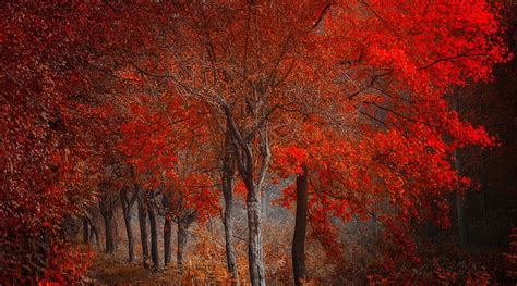1920x1080px 1080p Free Download Spectacular Red Trees In Autumn Red