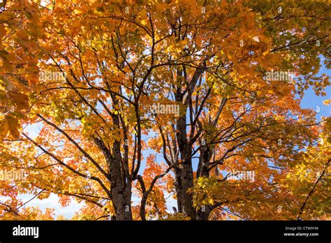 Acer Saccharum Autumn Hi Res Stock Photography And Images Alamy