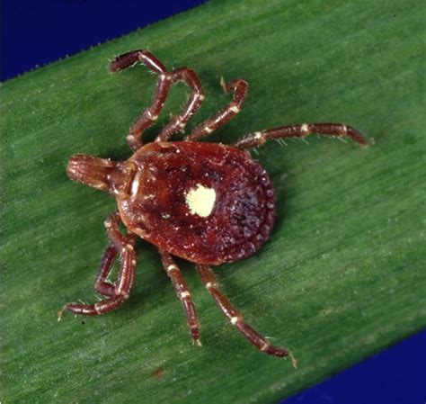 Lone Star Tick Bite May Trigger Allergic Reaction To Meat Symptoms Seen After Just One Bite