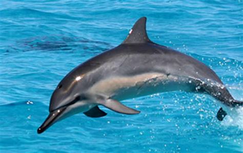 Картинки Дельфинов Виды — Красивое Фото