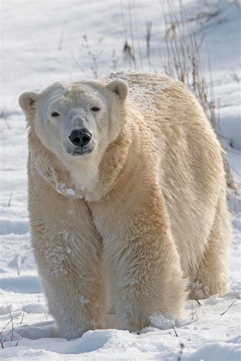 Female Polar Bear Killed By Male During Breeding Attempt At Detroit Zoo