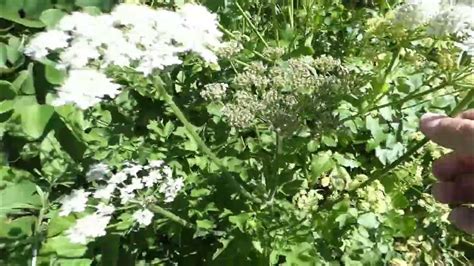 Alexanders Queen Annes Lace And Hogweed Youtube